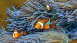 files-science-us-climate-oceans-coral-1509560046148