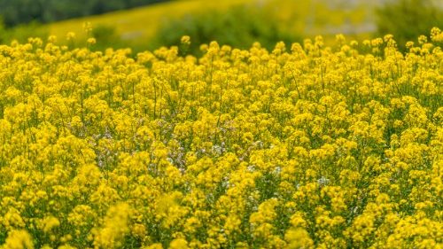 Святая дружба. Выпуск 24