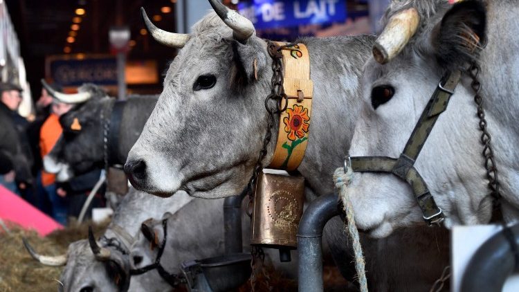 Le 55ème salon de l'agriculture a ouvert ses portes samedi 24 février en France.