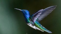 colombia-birdwatching-1520906593843.jpg