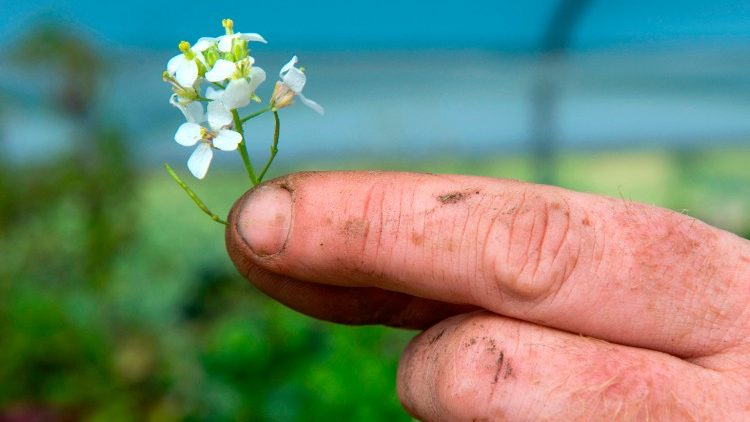Vẻ đẹp của sự sống