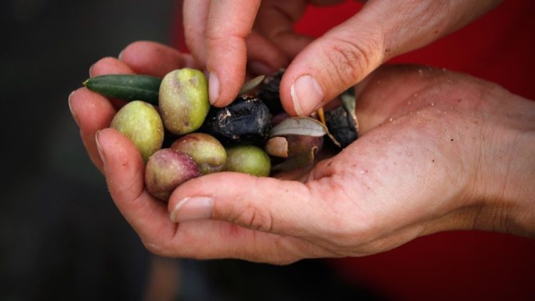Si celebra oggi la Giornata Nazionale del Ringraziamento 