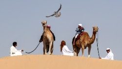 uae-animal-falconry-1544267933648.jpg
