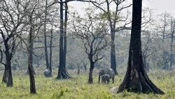 india-environment-world-wildlife-animal-1551617440918.jpg