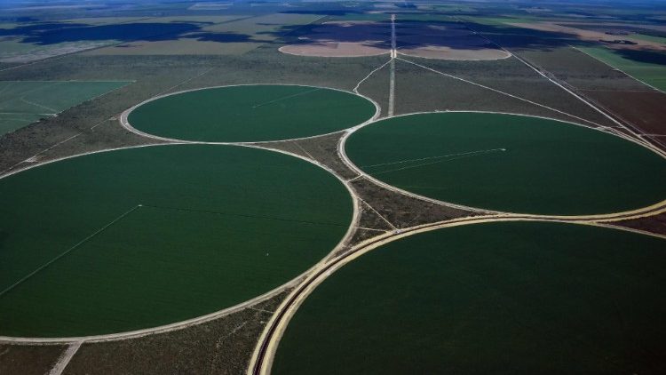Des champs exploités au Brésil. 