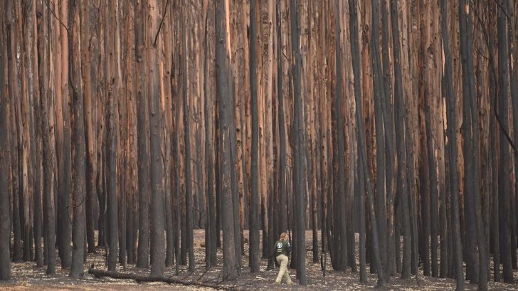 Looking for injured wildlife in a burnt out forest on Kangaroo island in January 2020