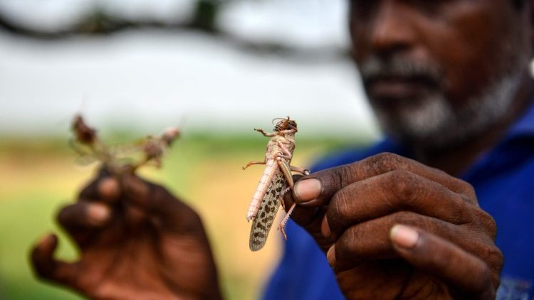 Dramat Kenijczyków: pandemia, szarańcza, powodzie, głód