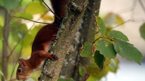 Papst ruft zu Schöpfungszeit auf