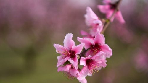 #LaudatoSi6: il Papa, la dignità dell’uomo e la cura del creato