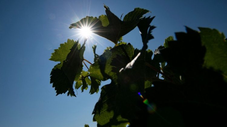 Der Klimawandel stellt auch Weinbauern vor neue Herausforderungen 