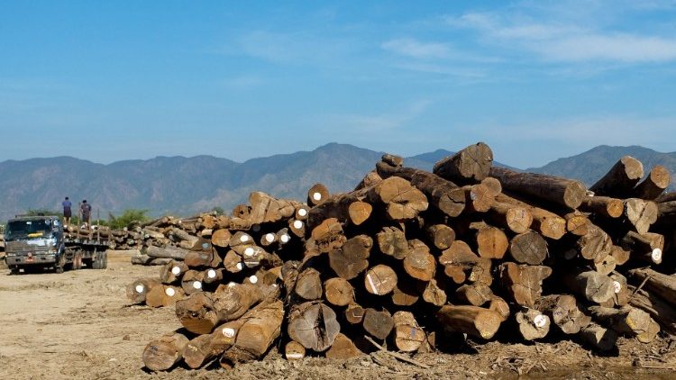 Burma teak piled up near Thazi in central Myanmar. 