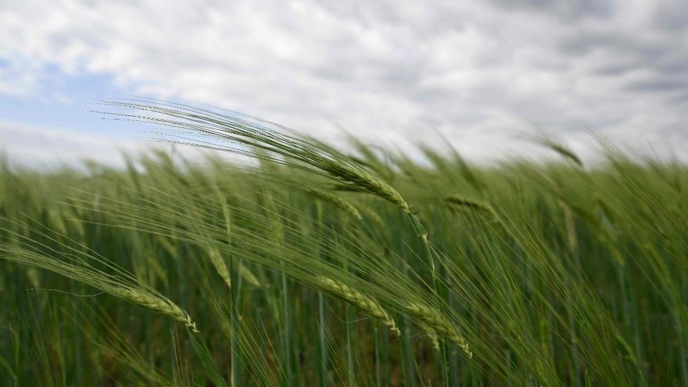 Un campo di grano in Ucraina