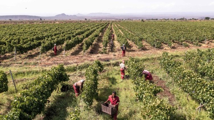 Cultivation in Ethiopia
