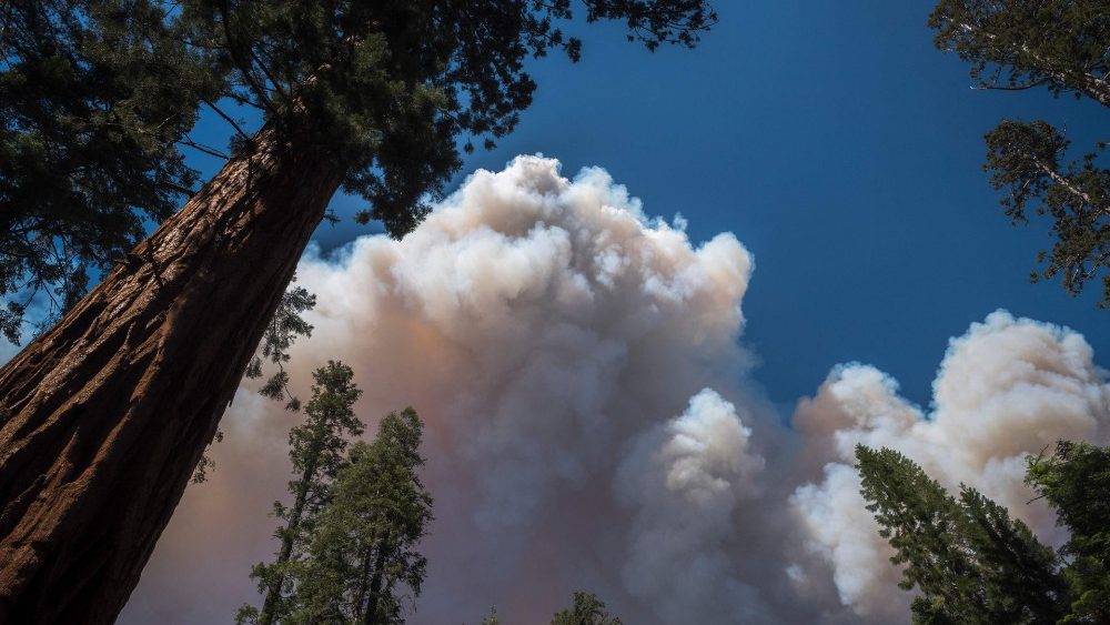 In pericolo il Mariposa Grove, il boschetto delle sequoie, per l'incendio esploso il 7 luglio nell'area dello Yosemite National Park - California  (AFP)