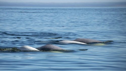„Radio klassik Stephansdom“ startet Sendereihe zur Schöpfungszeit