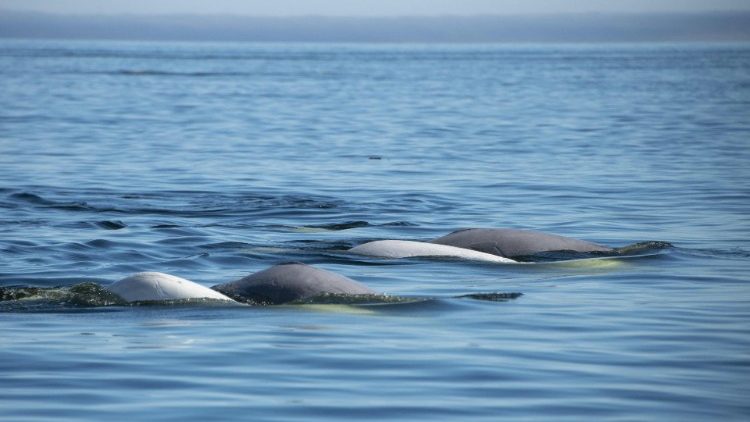 Beluga-Wale in der Hudson Bay, Kanada