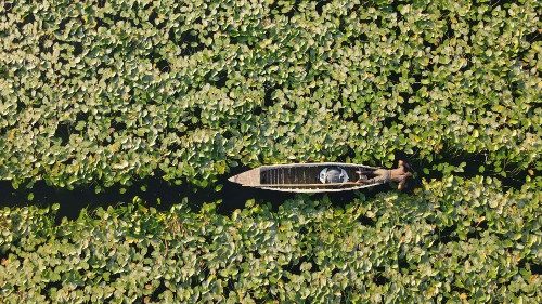 Papst: „Zerstörung der Schöpfung stoppen“