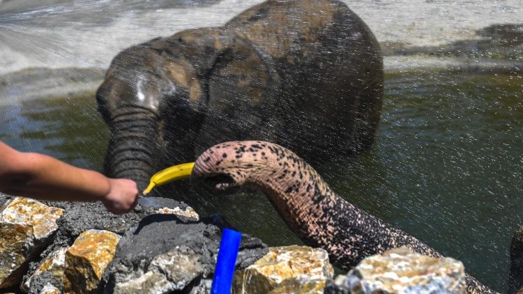 Two elephants cool off at Skopje Zoo, North Macedonia