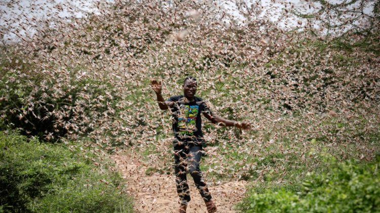 Ein Farmer in Kenia versucht, den Heuschreckenschwarm von seinem Feld zu vertreiben