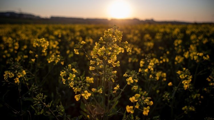 Giornata Mondiale di preghiera per la cura del Creato