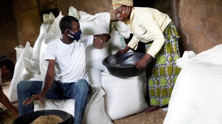 Produzione di riso in Nigeria