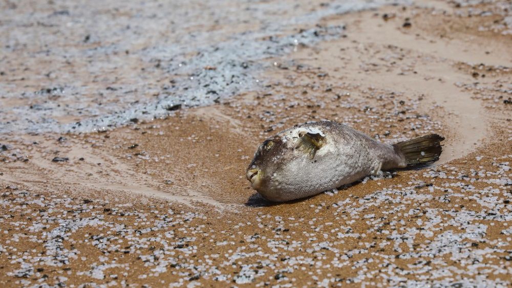 Peixe morto inchado, presumivelmente pertencente à família Tetraodontidae, jaz na praia em meio a grânulos de matérias-primas plásticas do navio queimado MV X-Press Pearl na praia de Negombo, noroeste de Colombo. EPA/CHAMILA KARUNARATHNE