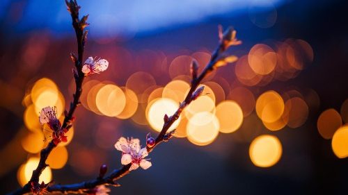 Schweiz: Wallis stimmt über Recht auf Sterbehilfe ab