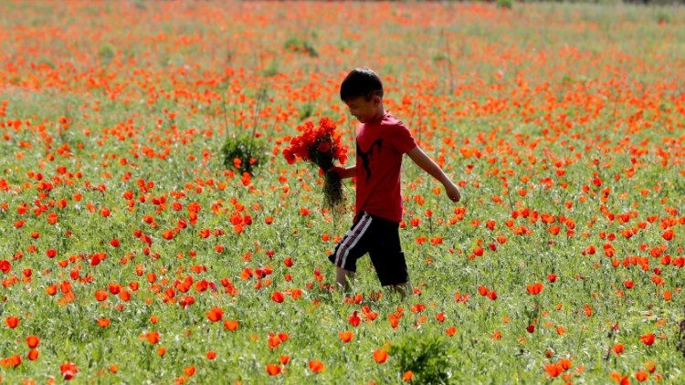 Campi di fiori di papavero in Kyrgyzstan 