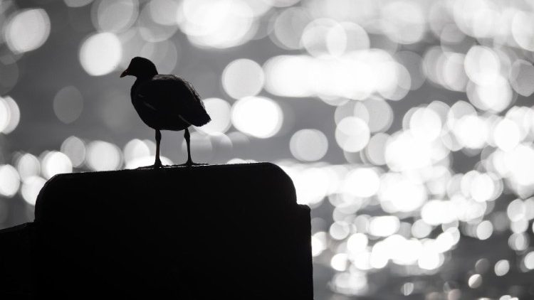 Il 28 maggio è la Giornata internazionale del Sollievo, dedicata all'assistenza dei malati attraverso le cure palliative