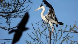 a-grey-heron-sits-on-a-tree-in-almaty-region-1554739133002.JPG