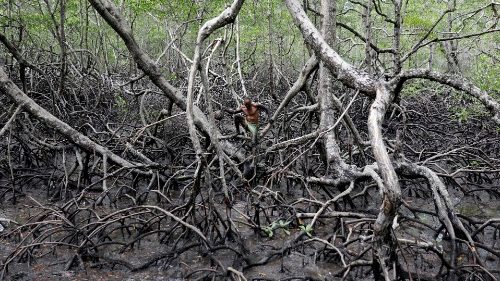 Neuer Caritas-Sekretär: Klimawandel anzugehen ist dringend