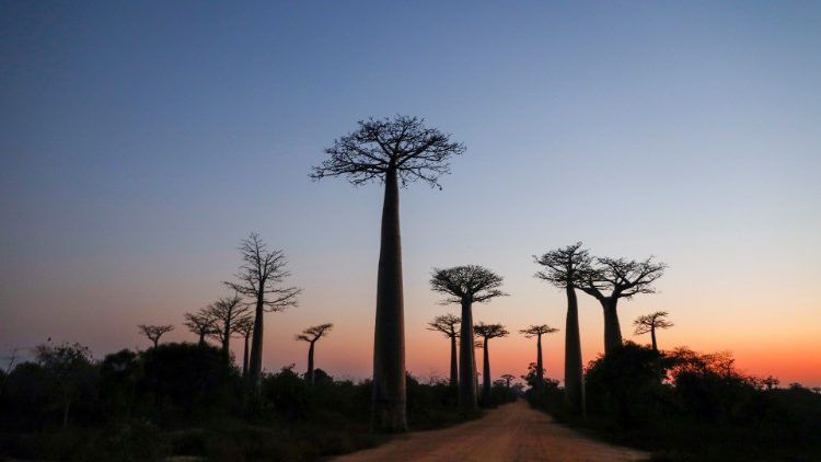 Baobab in Madagascar