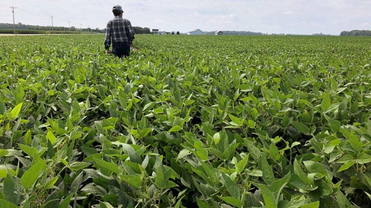 A farmer surveys his crop
