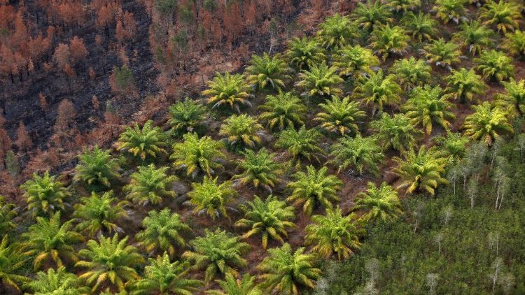Plantación de palma para extracción de aceite cerca de Banjarmasin en la provincia de South Kalimantan