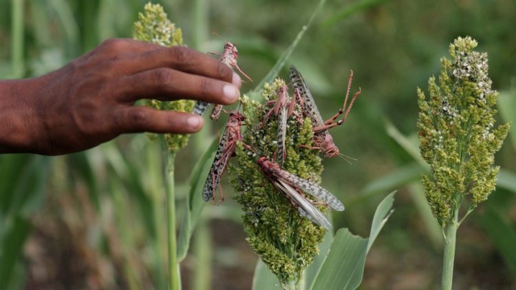 Le locuste del deserto attaccano colture e vegetazione