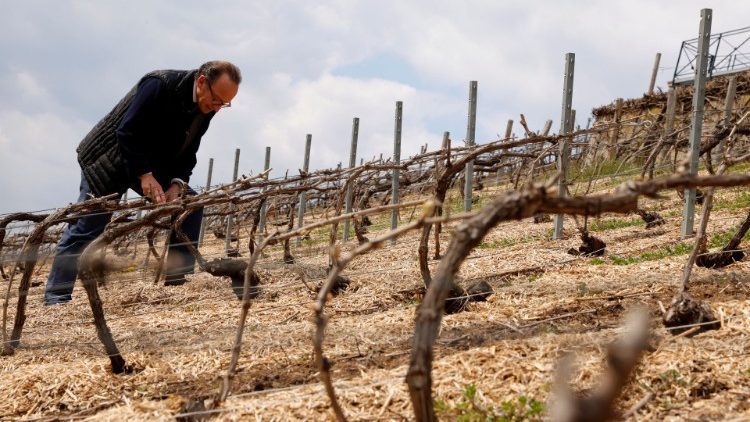 FTafakari ya Neno la Mungu Jumapili ya V ya Kipindi cha Pasaka: Umoja, mshikamano na mafungano na Kristo Yesu kwani ndiye Mzabibu wa kweli na wengine ni matawi yanayochota nguvu za kiroho kutoka kwake!