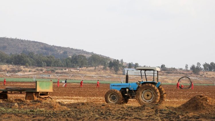Workers on a farm near Johannesburg, South Africa