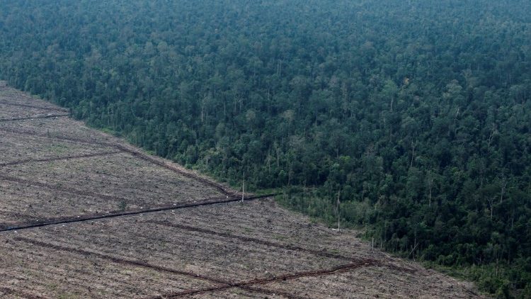 Ilustračná snímka: Deforestácia na indonézskej Sumatre