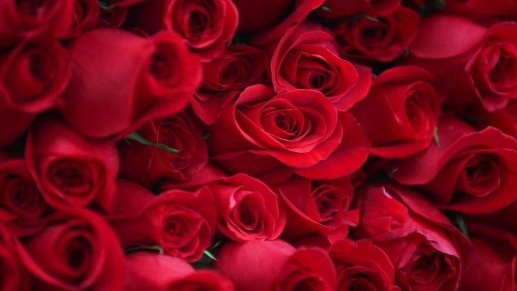 Cut Roses ready for sale.