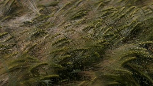 Schevchuk: com o dom do Conselho, discernir entre o bem e o mal