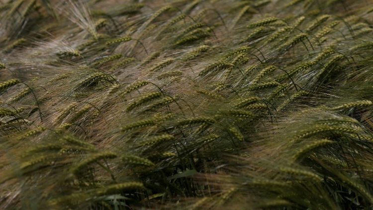 Um campo de trigo de inverno é retratado fora de Bashtanka, região de Mykolaiv, enquanto os ataques da Rússia à Ucrânia continuam, Ucrânia 9 de junho de 2022 REUTERS/Edgar Su