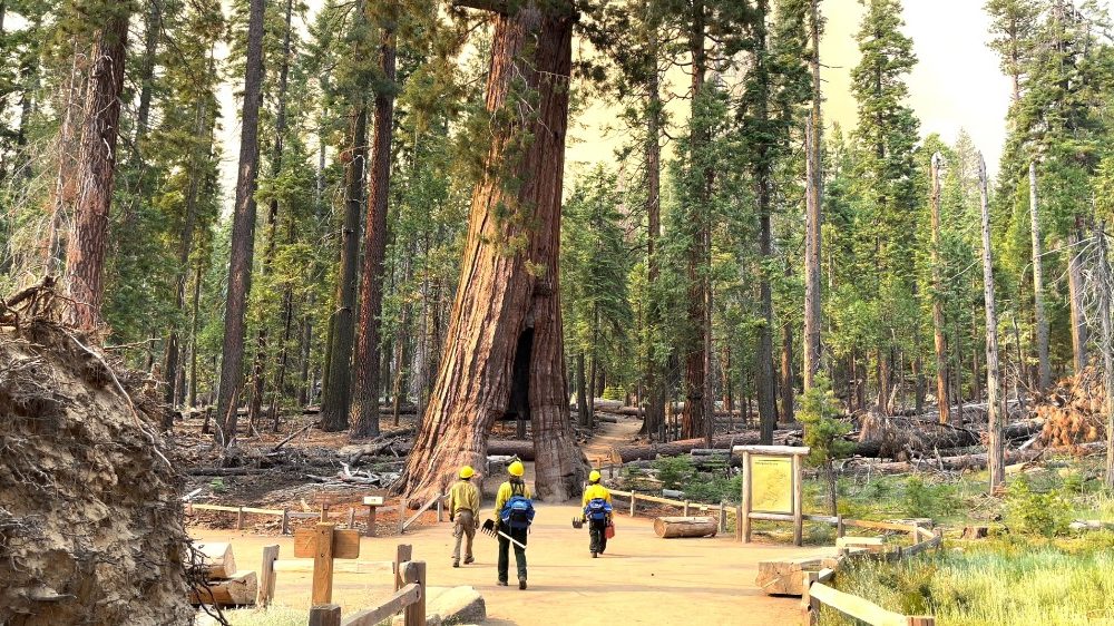 A rischio le sequoie millenarie per l'incendio espoloso il 7 luglio nell'area dello Yosemite National Park - California (REUTERS)