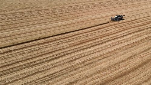 In Ucraina arrivano le navi straniere per il trasporto del grano