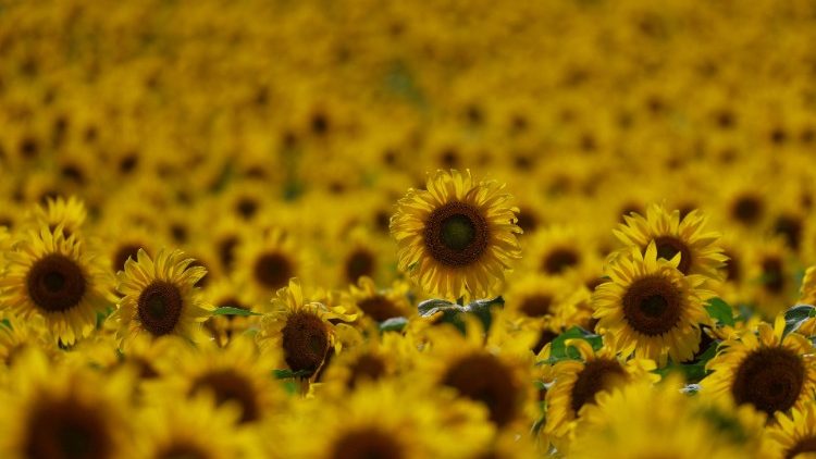 Um girassol é visto em um campo na região de Chernihiv, enquanto o ataque da Rússia à Ucrânia continua, Ucrânia 8 de agosto de 2022 REUTERS/Valentyn Ogirenko