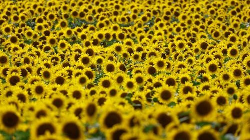 Schevchuk: parar, para poder contemplar a grandeza da Criação de Deus