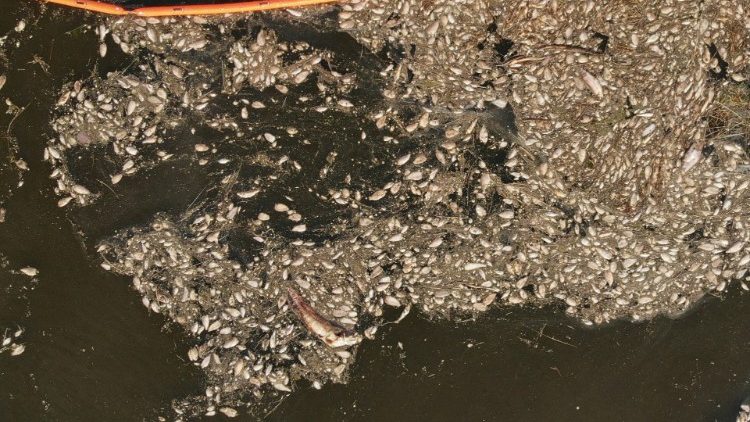 Tote Fische in der Oder