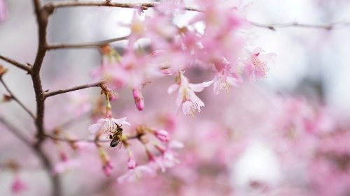 Österreich: Katholische Jugend stellt sich hinter Klimaklage 