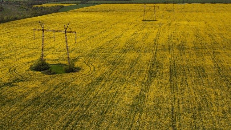Un campo di fiori di colza fuori Kramatorks, nella regione di Donetsk, in Ucraina