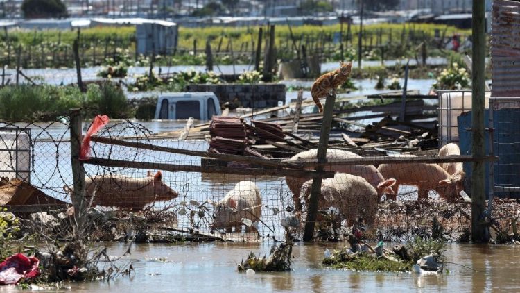 Effect of the flood on agriculture