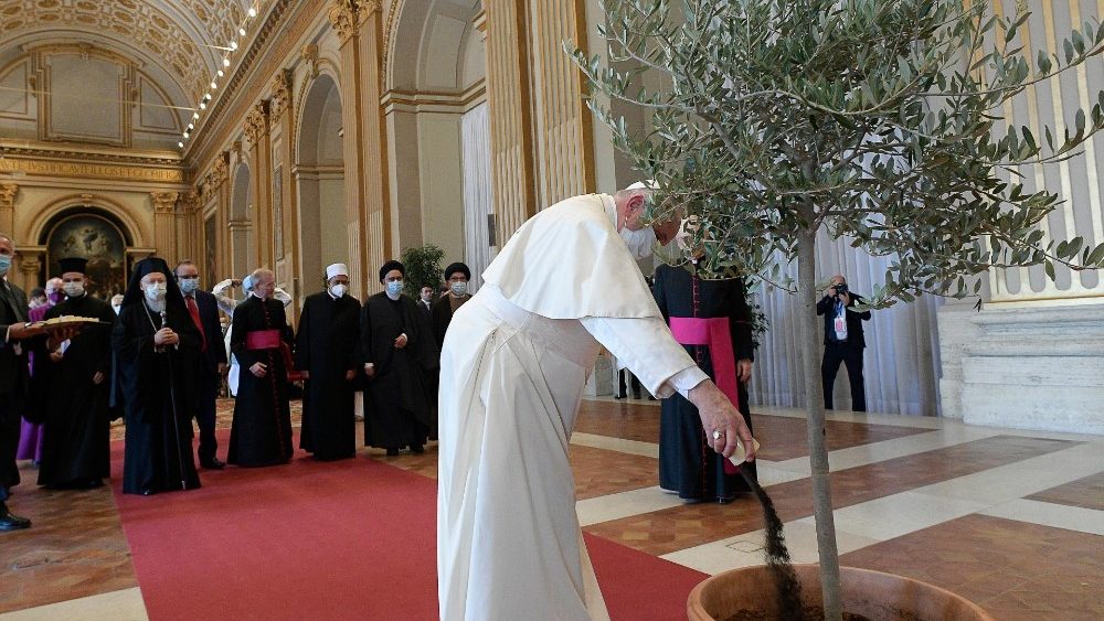 Todos aportando para sembrar un olivo en el Vaticano